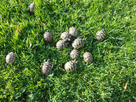 Hermann's T.h.b and Spur-thighed tortoises.