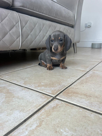 Stunning Miniature Dachshund Puppies