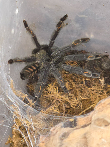 Tarantula Collection