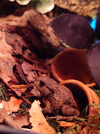 Miyako Toad Looking for a New Home ( Bufo gargarizans miyakonis) Japanese toad