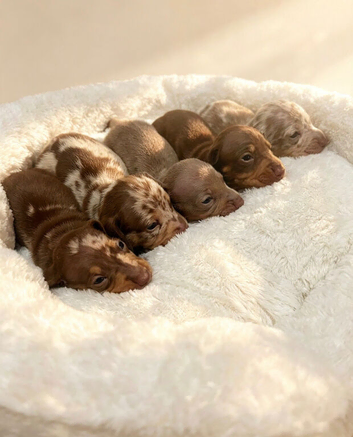 Miniature dachshund ONLY BOYS AVAILABLE