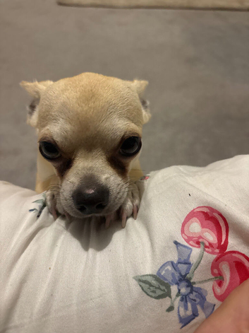 Male cream Chihuahua 1 year old