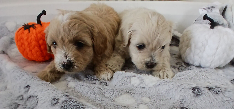 Maltipoo puppy 2 grils available
