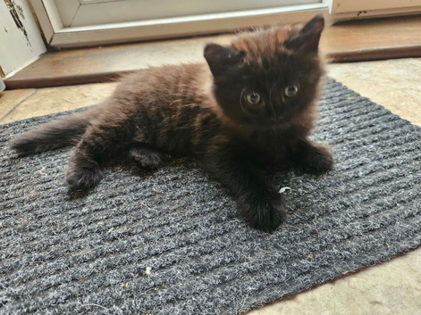 Mixed colour kitten