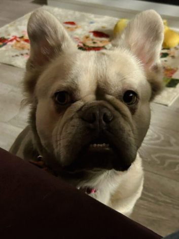 Perfect companion female fluffy frenchie