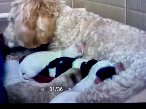 Shipoo puppies