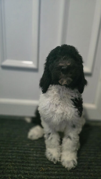 READY NOW Beautiful kc standard poodle puppies