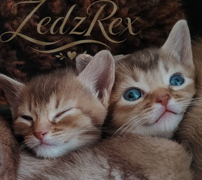 Beautiful Devon Rex x Abyssinian Kittens
