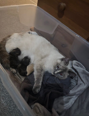 Half ragdoll kittens