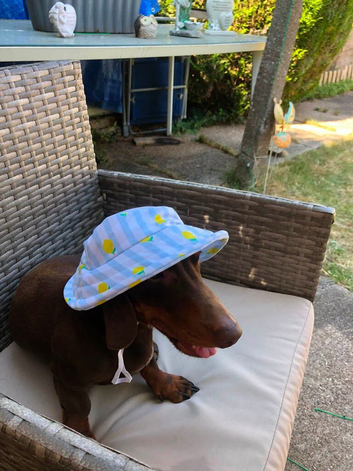 18 month old male dachshund