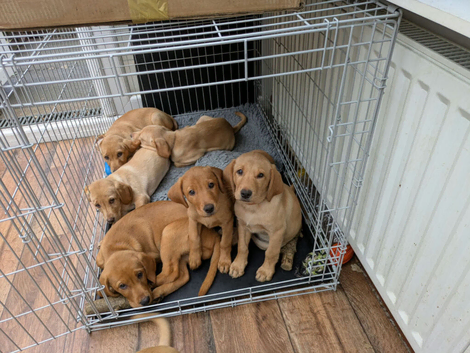 Red and golden lab puppies