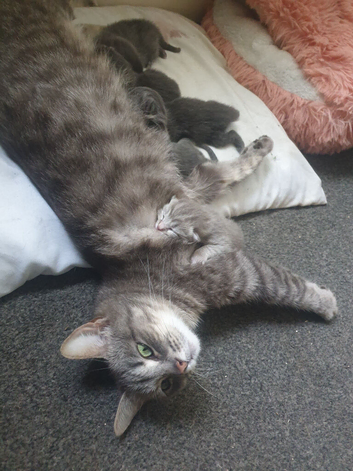 Kittens