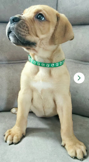 Mastiff Bordeaux hybrid Puppies