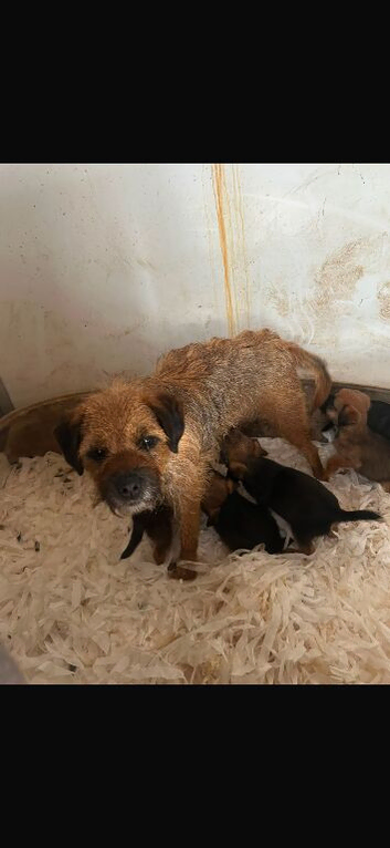 Border terrier  puppy&rsquo;s