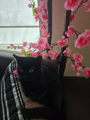 Adorable little black kitten