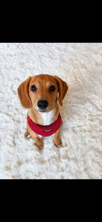 Spinger X beagle mix