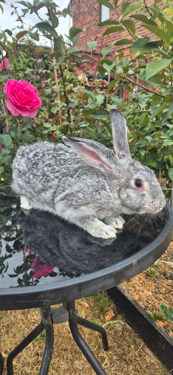 Beautiful Rare Blue/Grey New Zealand bunny's