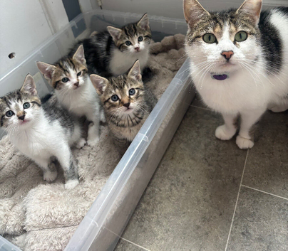 Adorable Kittens Looking for Loving Homes