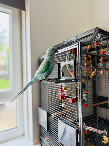 Indian Ringneck