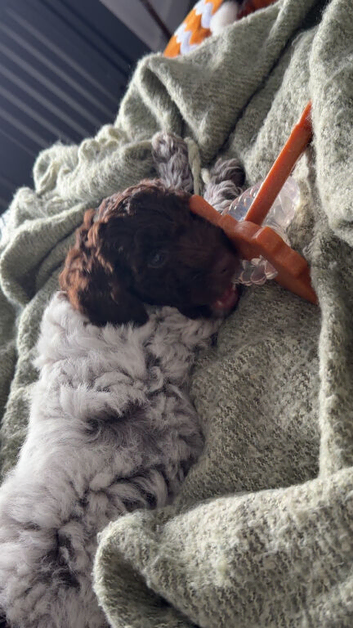 2 beautiful cockapoos for sale