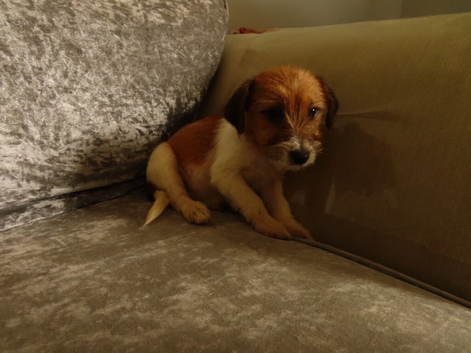 Jack Russell&rsquo;s