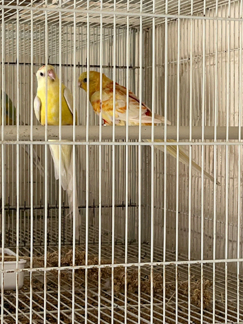 Mutation red rumps