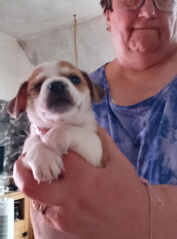 Jackawawa puppies for sale