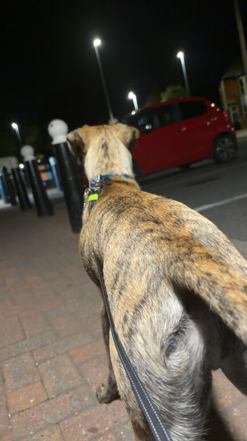 (Free)Bosco whippet Labrador cross