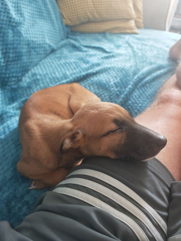 Female lurcher puppy