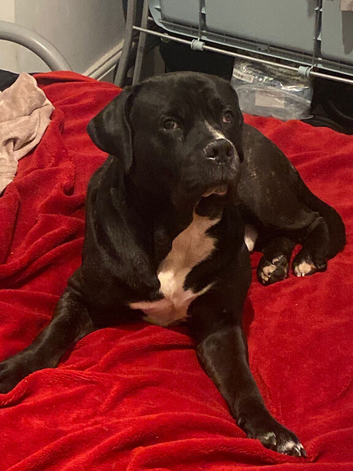 Cane Corso cross Presa Canario