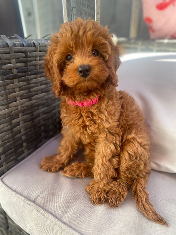 Cavapoo puppies ready for new homes