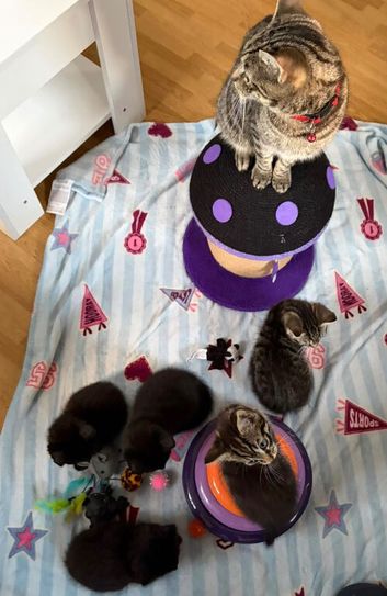 Kittens for sale