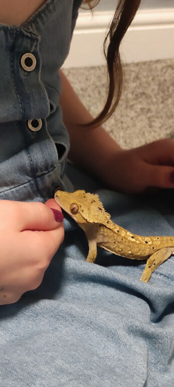 Male crested gecko