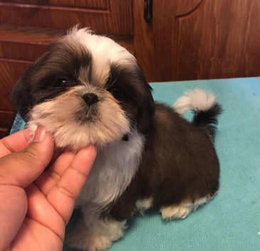 Shih tzu boy (Price Drop)