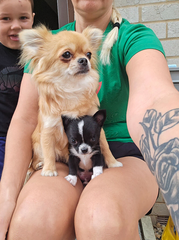 Chihuahua boy