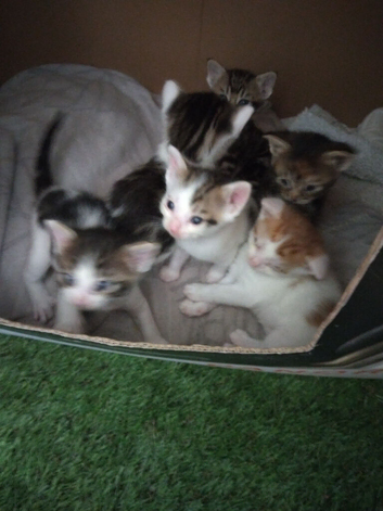Kittens