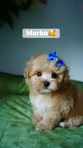 Exceptional F1 Maltipoo puppies