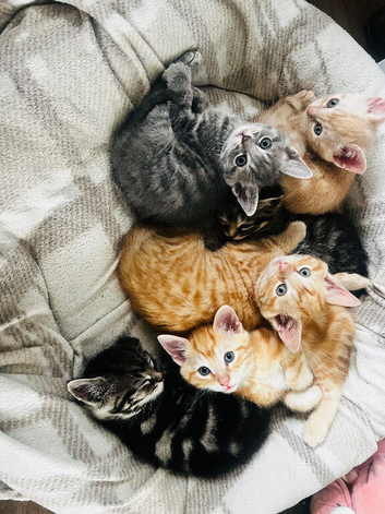 5 male kittens ( all now reserved )