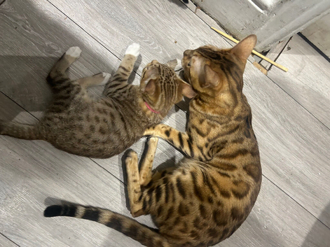 Beautiful Bengal Kitten - Only &pound;415! | Wembley, London ️