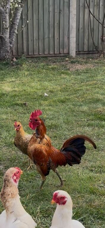 Pairs Old English ginger bantam poults