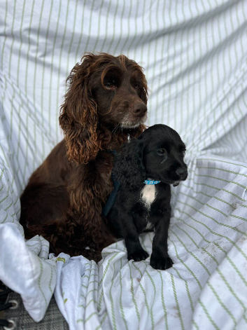 Cocker spaniel