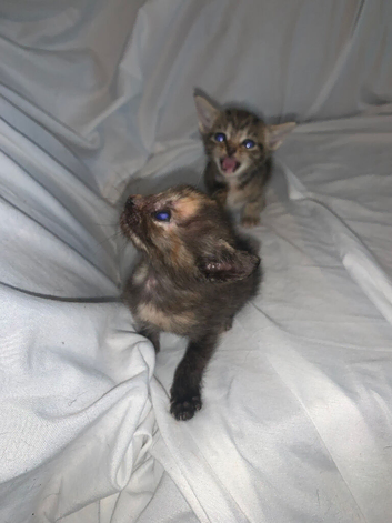 ready to leave now! mixed kittens