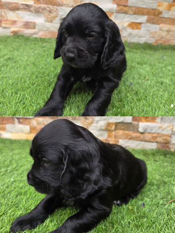 Working cocker puppies ( READY NOW ) 1 Remaining