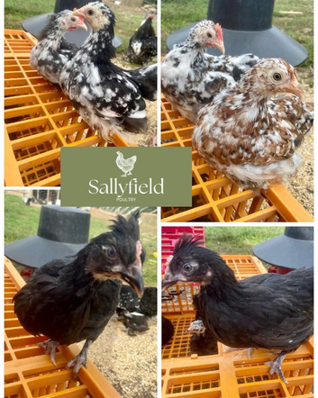 Pekins and marsbar chickens