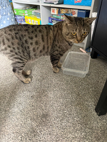 Bengal