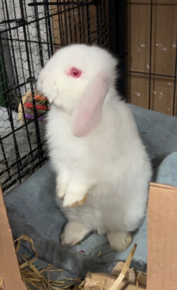 3 month old mini lop for sale