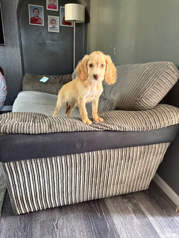 9 week old cocker spaniel&pound;500 female
