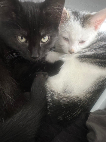 Selling two lovely kittens