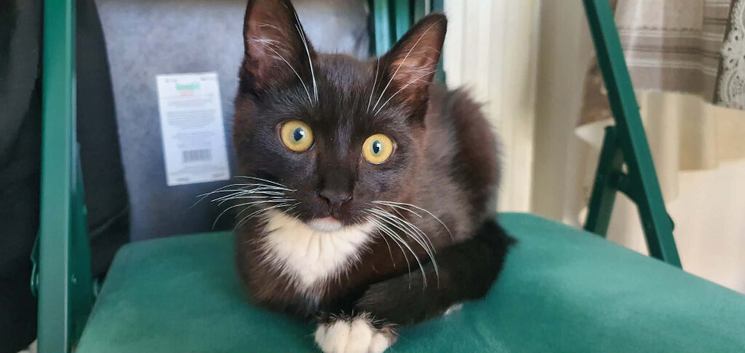 Ragdoll kitten for sail