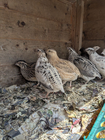 Courturnix Quail